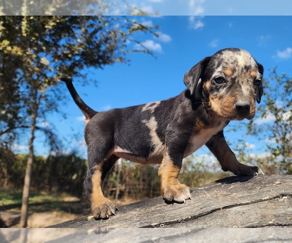Medium Photo #6 Catahoula Leopard Dog Puppy For Sale in CUMBY, TX, USA