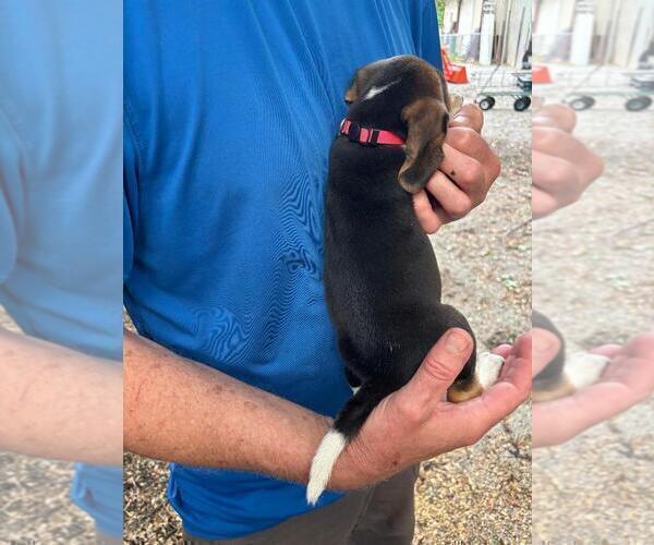 Medium Photo #8 Beagle Puppy For Sale in LAKE VILLAGE, IN, USA