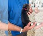 Small Photo #8 Beagle Puppy For Sale in LAKE VILLAGE, IN, USA
