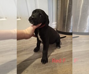 Dalmatian-Labrador Retriever Mix Puppy for sale in ORANGE PK, FL, USA