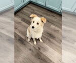 Small Australian Shepherd Mix