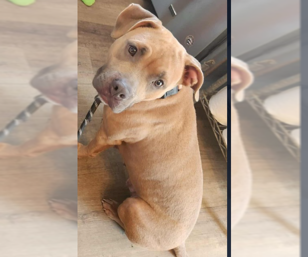 Medium Photo #3 Labrador Retriever-Staffordshire Bull Terrier Mix Puppy For Sale in garner, NC, USA