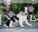Small #2 Chihuahua