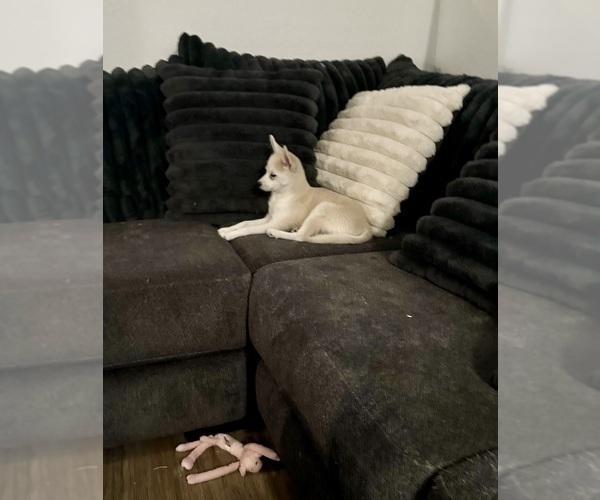 Medium Photo #232 Pomsky Puppy For Sale in LOVELAND, CO, USA