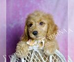 Small #1 Goldendoodle (Miniature)