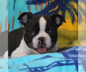 Boston Terrier Puppy for sale in BROOKSVILLE, FL, USA