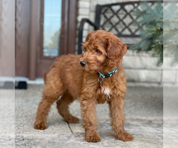 Medium Photo #4 Goldendoodle Puppy For Sale in WOLCOTT, IN, USA