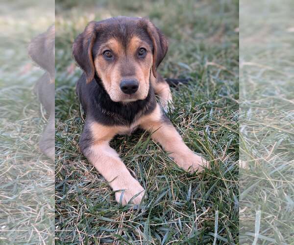 Medium Photo #1 Labbe Puppy For Sale in Holly Springs, NC, USA