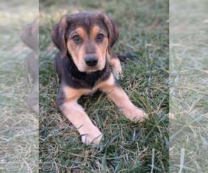 Labbe Dogs for adoption in Holly Springs, NC, USA