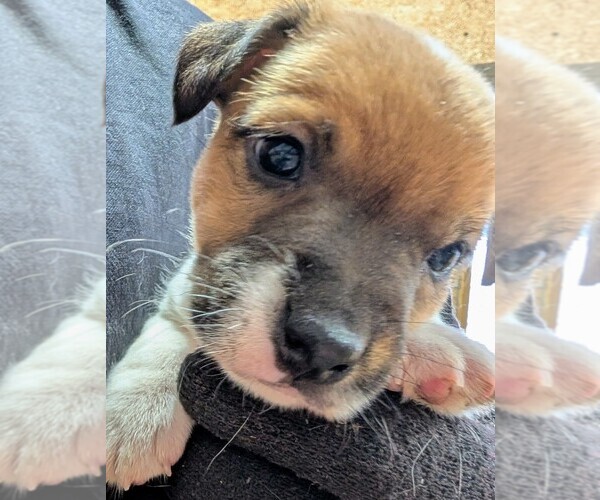 Medium Photo #1 Jack Russell Terrier Puppy For Sale in APPLE GROVE, WV, USA