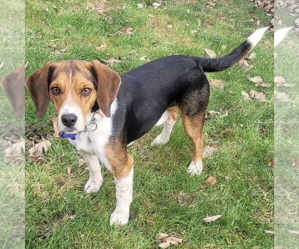 Medium Photo #1 Beagle Puppy For Sale in Batavia, OH, USA