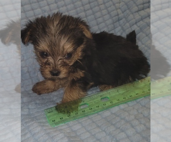 Medium Photo #335 Yorkshire Terrier Puppy For Sale in AKRON, OH, USA