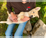 Small #2 Labrador Retriever Mix