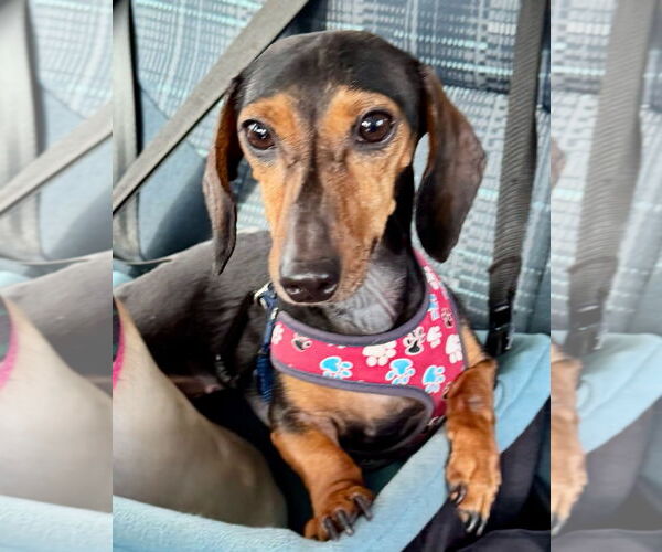 Medium Photo #1 Dachshund Puppy For Sale in Weston, FL, USA