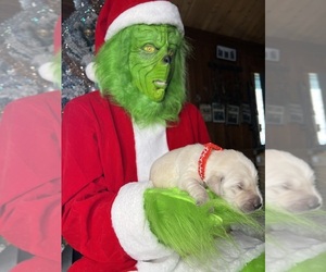 Golden Retriever Puppy for Sale in NEOLA, West Virginia USA