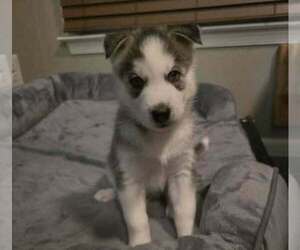 Medium Siberian Husky