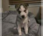 Puppy Green AKC Siberian Husky