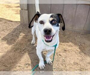 Medium Beagle-Chihuahua Mix