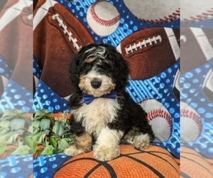 Bernedoodle (Miniature) Puppy for sale in OXFORD, PA, USA
