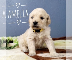 English Cream Golden Retriever-Poodle (Standard) Mix Puppy for sale in CEDAR GAP, MO, USA