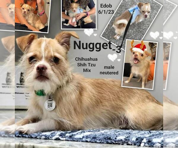 Medium Photo #4 ShiChi Puppy For Sale in Missouri City, TX, USA