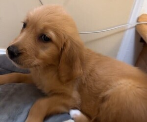Golden Retriever Puppy for sale in ARLINGTON, VA, USA