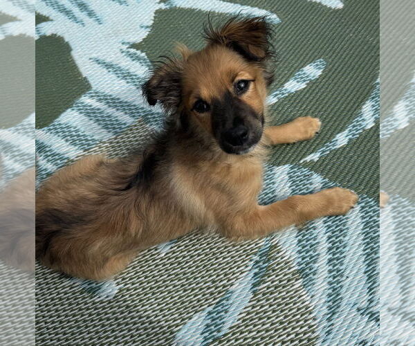 Medium Photo #2 Papillon-Unknown Mix Puppy For Sale in Brooklyn Center, MN, USA