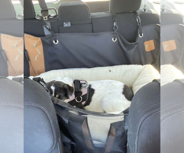 Medium Photo #7 Mutt Puppy For Sale in Crystal, MN, USA