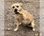 Small Photo #2 Mutt Puppy For Sale in pomfret, CT, USA