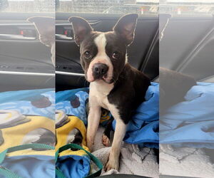 Boston Terrier Dogs for adoption in Huntington Beach, CA, USA