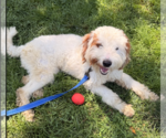 Small #5 Poodle (Standard) Mix