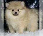 Small #3 Pomeranian