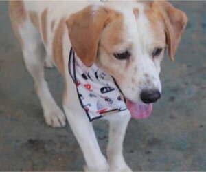 Spuds - - Male Beagle Dog for Adoption - Photo #7
