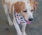 Small Photo #7 Beagle Puppy For Sale in Apple Valley, CA, USA