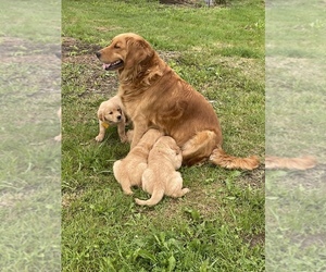 Mother of the Golden Retriever puppies born on 04/29/2022