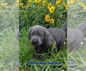 Labrador Retriever Puppy for sale in PALMYRA, VA, USA