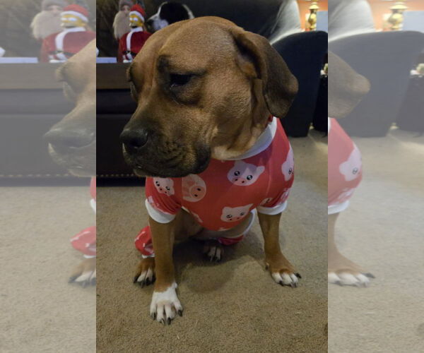 Medium Photo #15 Boxer-Unknown Mix Puppy For Sale in Germantown, OH, USA