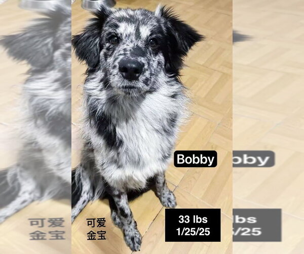 Medium Photo #2 Border-Aussie Puppy For Sale in West Hollywood, CA, USA