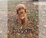 Image preview for Ad Listing. Nickname: Susan