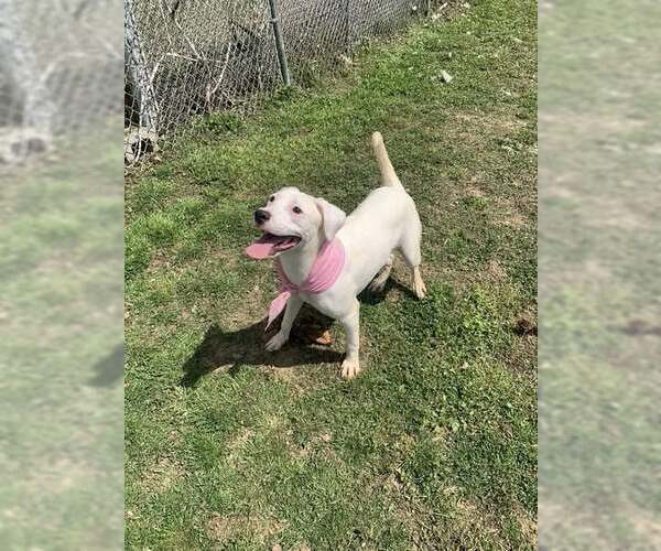 Medium Photo #1 Labrador Retriever Puppy For Sale in Fairfield, IL, USA