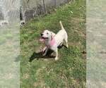 Kat - Female Labrador Retriever Dog for Adoption - Small photo
