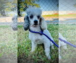 Small #1 Poodle (Toy)