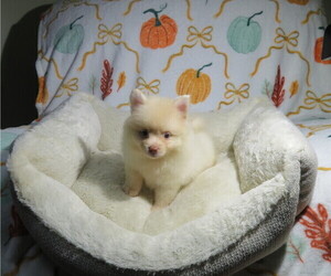 Pomeranian Puppy for sale in COOKEVILLE, TN, USA