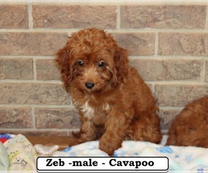 Cavapoo Puppy for sale in CLARKRANGE, TN, USA