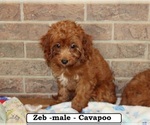 Image preview for Ad Listing. Nickname: Zeb