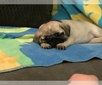 Small Photo #19 Pug Puppy For Sale in MANTECA, CA, USA