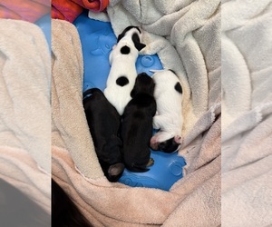 Dachshund Litter for sale in ASHLAND, NE, USA