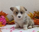 Small #13 Pembroke Welsh Corgi