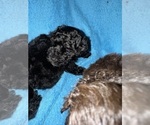 Puppy Puppy 5 Poodle (Toy)