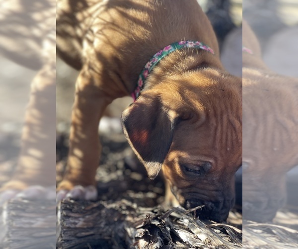 Medium Photo #16 Rhodesian Ridgeback Puppy For Sale in BOERNE, TX, USA